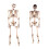160CM Poseerbaar levensgroot Halloween feestskelet 3