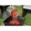 Practical Quick Charcoal Fire Embers Builder,Barbecue Starter, Best 10