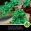 LEGO LEGO Creator Expert Bonsai Tree 10281 - LEGO Building Set 7