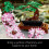 LEGO LEGO Creator Expert Bonsai Tree 10281 - LEGO Building Set 3