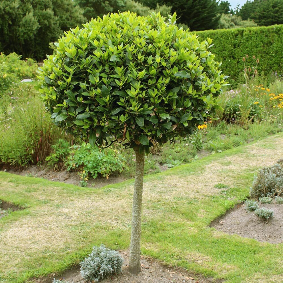 Cross Common Nursery Sweet Bay Tree Standard Evergreen Lollipop Tree 70-80Cm Tall