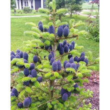 Abies Koreana Stunning & Rare Blue Cone Korean Fir baby tree 2-3L pot