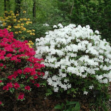 1 X White Azalea Japanese Evergreen Shrub Hardy Garden Plant In Pot