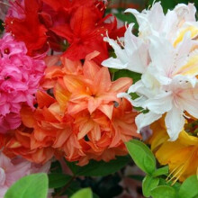 6 X Mixed Azaleas Dwarf Japanese Shrubs Colourful Potted Garden Plants In Pot