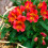 Gardeners Dream Alstroemeria Colorita Kate (9cm) 2
