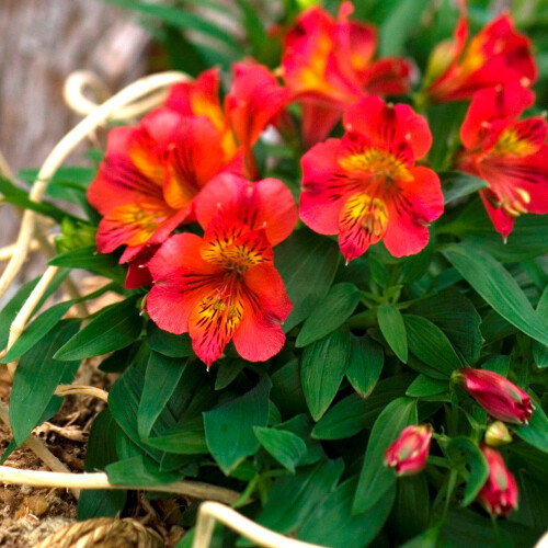 Gardeners Dream Alstroemeria Colorita Kate (9cm) 1