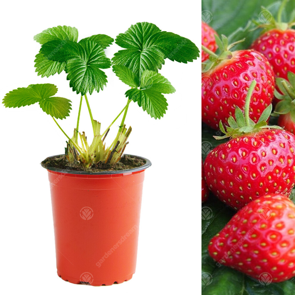 (5) Strawberry 'Hapil' Fast Growing Fruit Plant Garden Bushes | 9Cm Pot