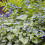 Gardeners Dream Brunnera macrophylla Jack Frost (9cm) 4