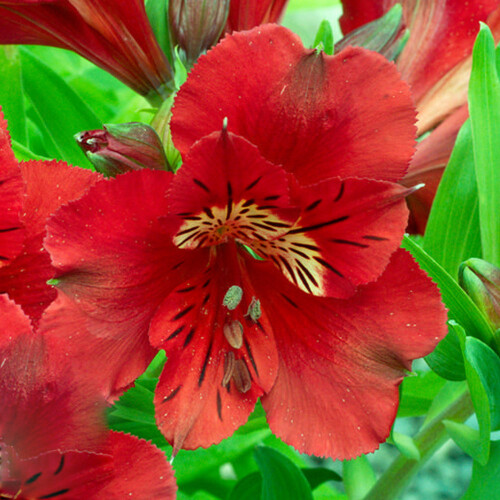 Gardeners Dream Alstroemeria Colorita Kate (9cm) 2