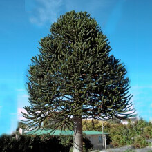 25-30CM ARAUCARIA ARAUCANA MONKEY PUZZLE TREE IN A 13CM POT STRONG HEALTHY PLANT