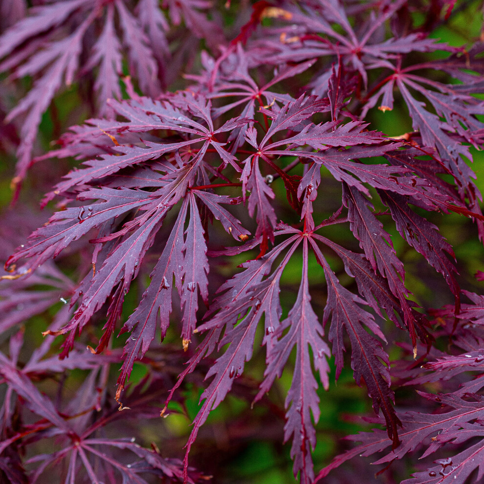 (3L) Acer Palmatum Dissectum 'Garnet' | Japanese Maple Deciduous Garden Tree In Pot