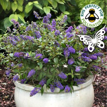 Buddleja Davdii 'Purple Emperor' Butterfly Bush Hardy | 15-30Cm (Incl. Pot)