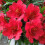 Gardeners Dream Alstroemeria Colorita Kate (9cm) 4
