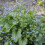 Gardeners Dream Brunnera macrophylla Jack Frost (9cm) 5