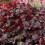 Gardeners Dream Heuchera Obsidian (9cm) 4