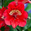 Gardeners Dream Alstroemeria Colorita Kate (9cm) 5