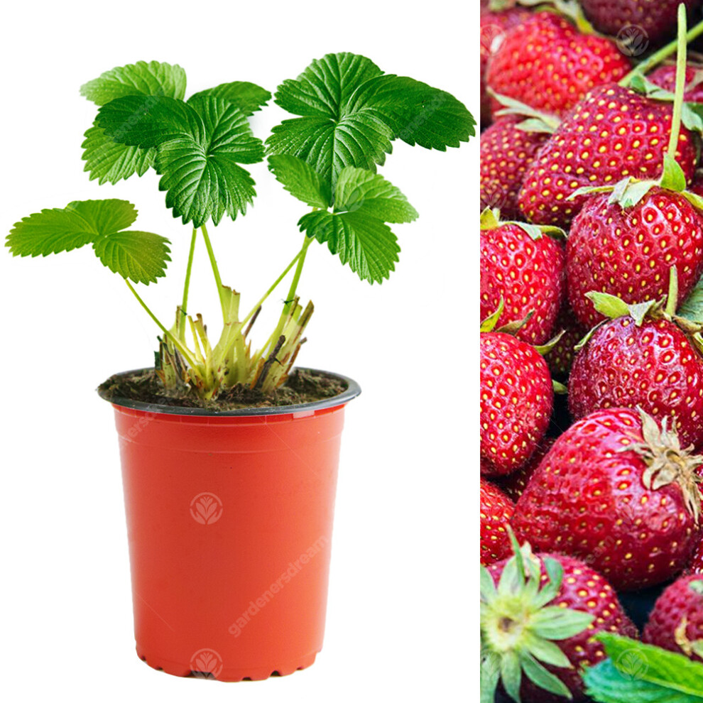 (5) Strawberry 'Honeoye' Mid Season Hardy Garden Fruit Bush Plants | 9Cm Pot