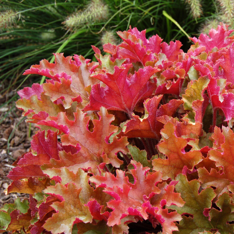 Gardeners Dream Heuchera Marmalade (9Cm)