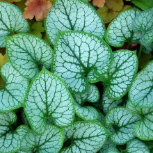 Brunnera macrophylla Jack Frost (9cm)