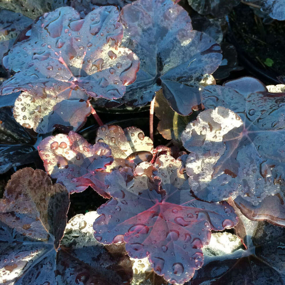 Gardeners Dream Heuchera Obsidian (9Cm)