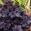 Gardeners Dream Heuchera Obsidian (9cm) 5
