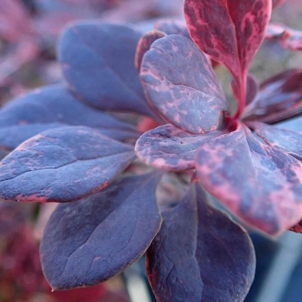Gardeners Dream Berberis 'Flamingo' Barberry Deciduous Hardy Upright Shrub Plant | 9Cm Pink/White