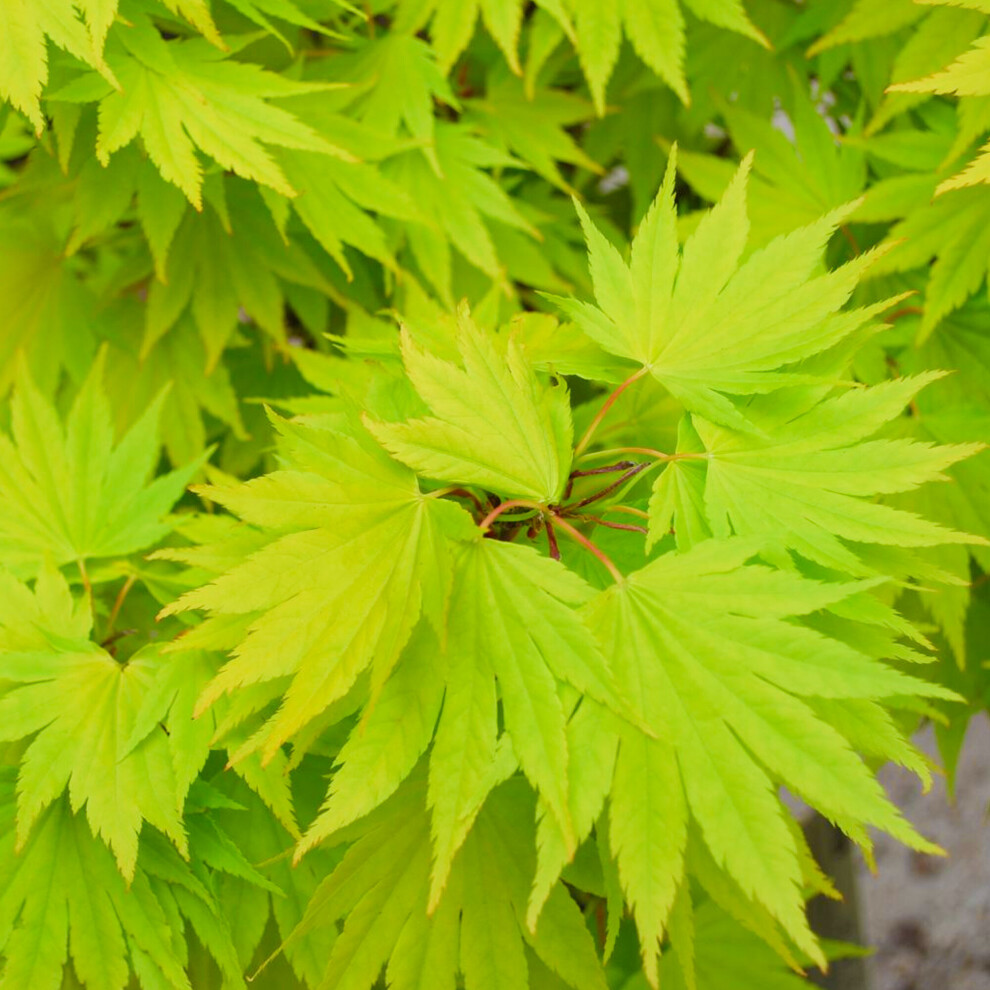Gardeners Dream (3L) Acer Shirasawanum 'Jordan' | Japanese Maple Deciduous Garden Plant Tree In Pot