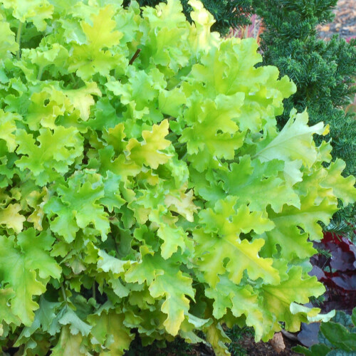 Gardeners Dream Heuchera Lime Marmalade (9cm) 2