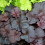 Gardeners Dream Heuchera Obsidian (9cm) 2
