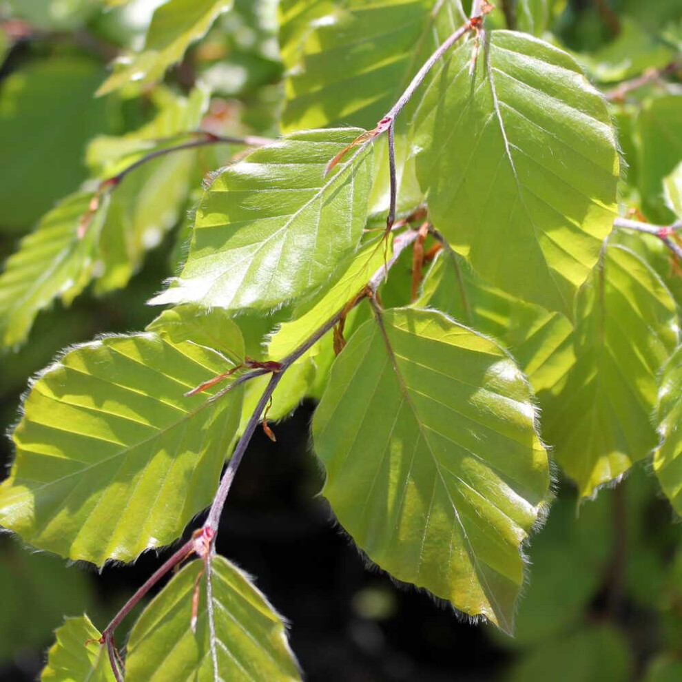 Fagus Sylvatica | European Beech | Ornamental Garden Tree | 5-6Ft