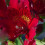 Gardeners Dream Alstroemeria Colorita Kate (9cm) 1