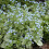Gardeners Dream Brunnera macrophylla Jack Frost (9cm) 2