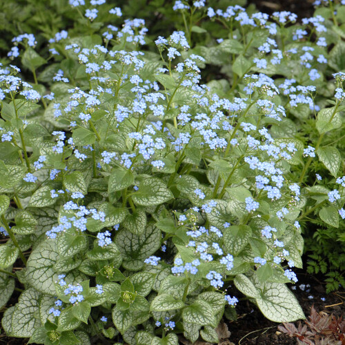 Gardeners Dream Brunnera macrophylla Jack Frost (9cm) 1