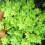 Gardeners Dream Heuchera Lime Marmalade (9cm) 4