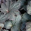 Gardeners Dream Heuchera Obsidian (9cm) 3