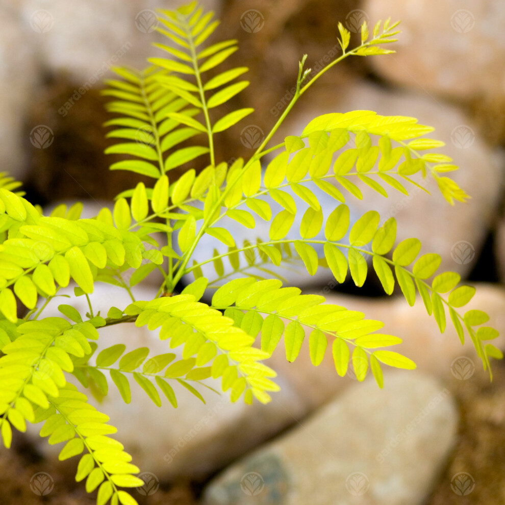 Gleditsia Triacanthos Sunburst | Golden Honey Locust | Garden Tree | 5-6Ft