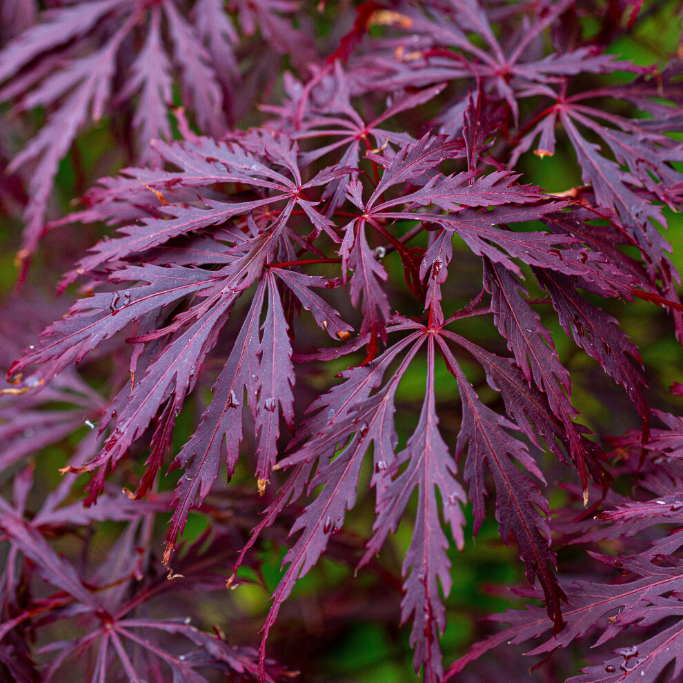 Gardeners Dream (10L) Acer Palmatum Dissectum 'Garnet' | Japanese Maple Deciduous Garden Tree In Pot Pink