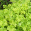 Gardeners Dream Heuchera Lime Marmalade (9cm) 5