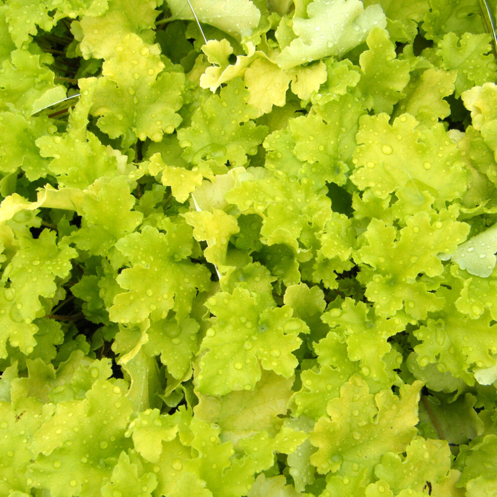 Gardeners Dream Heuchera Lime Marmalade (9Cm)