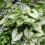 Gardeners Dream Brunnera macrophylla Jack Frost (9cm) 3