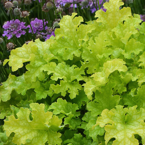 Gardeners Dream Heuchera Lime Marmalade (9cm) 1