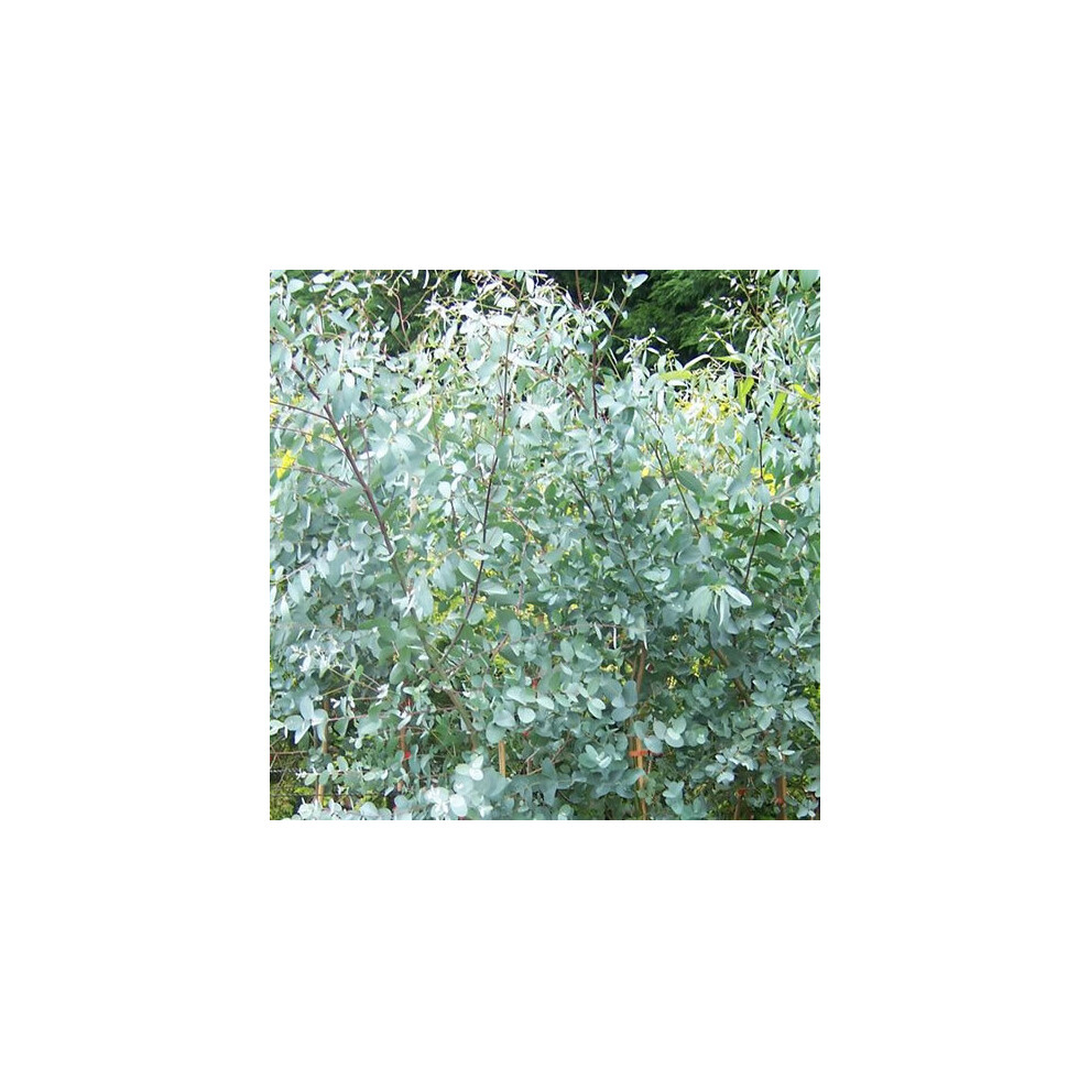 Eucalyptus gunnii (9cm)