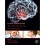 The Neuroscience of Dementia 1