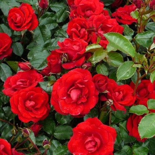 1 X Camellia Williamsii 'Ruby Wedding' Bushy Evergreen Shrub Hardy Plant In Pot