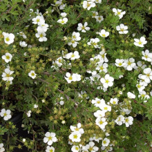 1 X Potentilla 'Abbotswood White' Deciduous Shrub Hardy Garden Plant In Pot