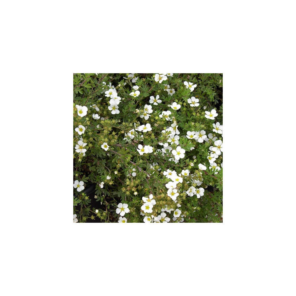 1 X Potentilla 'Abbotswood White' Deciduous Shrub Hardy Garden Plant In Pot