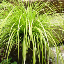 1 X Carex Oshimensis 'Everillo' Sedge Evergreen Shrub Hardy Garden Plant In Pot