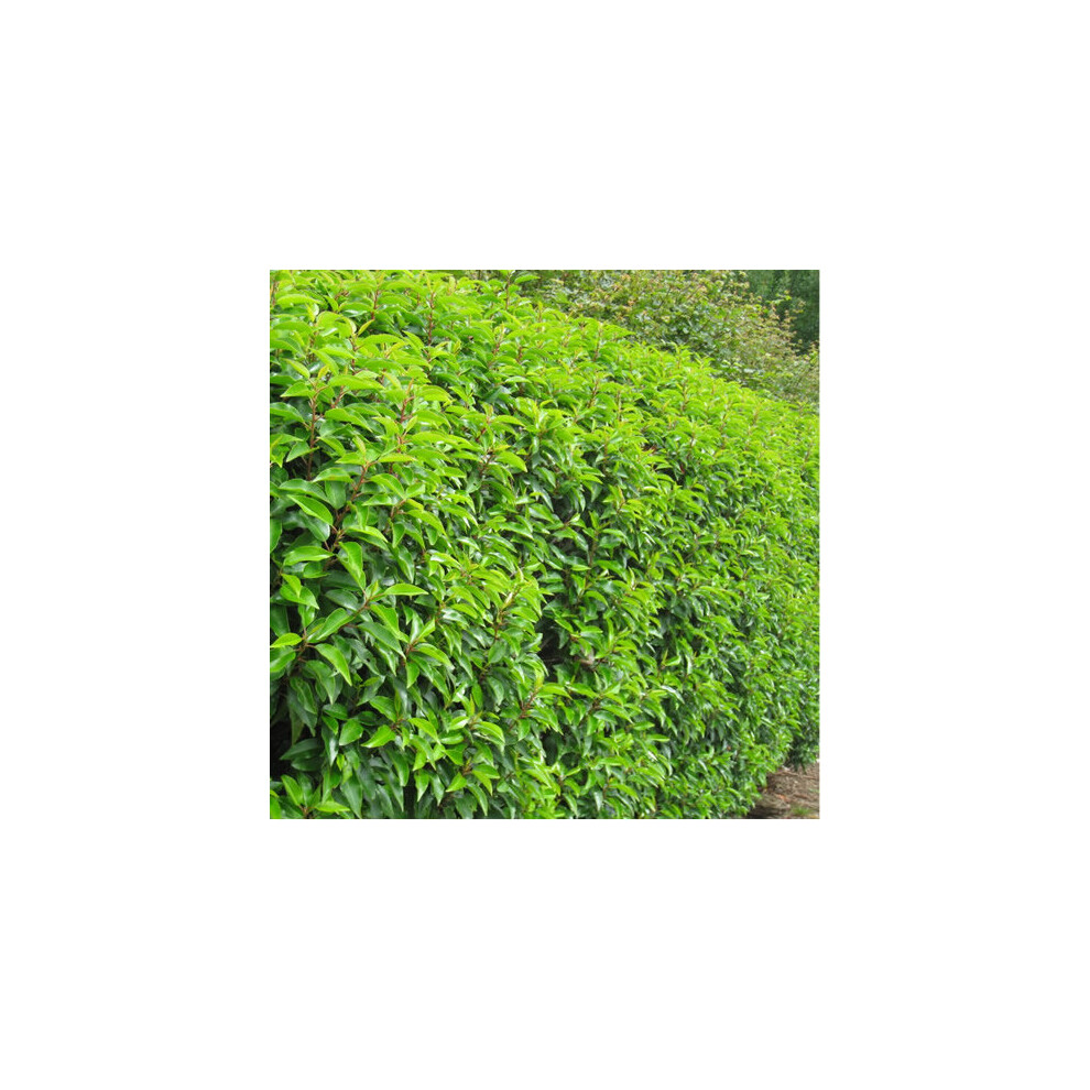 Prunus lusitanica Myrtifolia (9cm, 3 Plants)