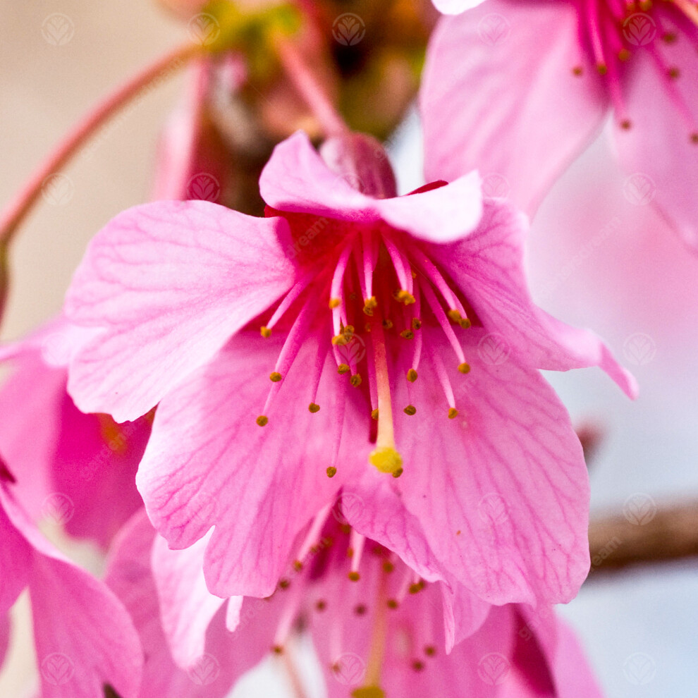 Gardeners Dream Prunus Okame | Flowering Cherry | Ornamental Garden Tree | 5-6Ft