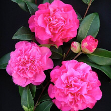 1 X Camellia Williamsii 'Debbie' Bushy Evergreen Shrub Hardy Plant In Pot